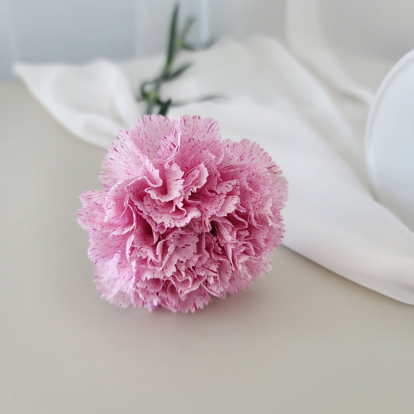 Carnation Bliss