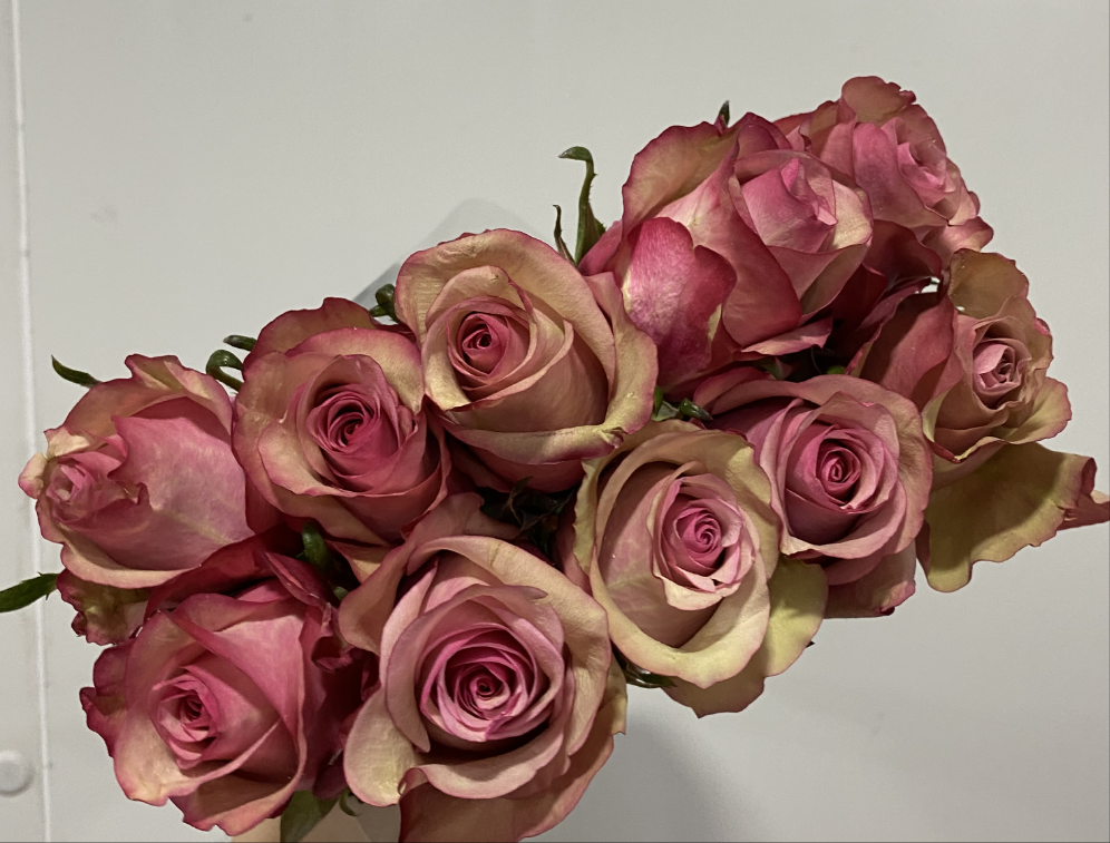 Vintage Rose