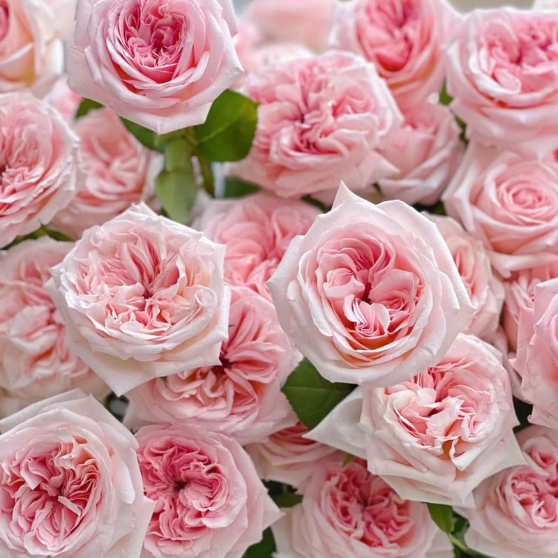 Pink 0’ Hara