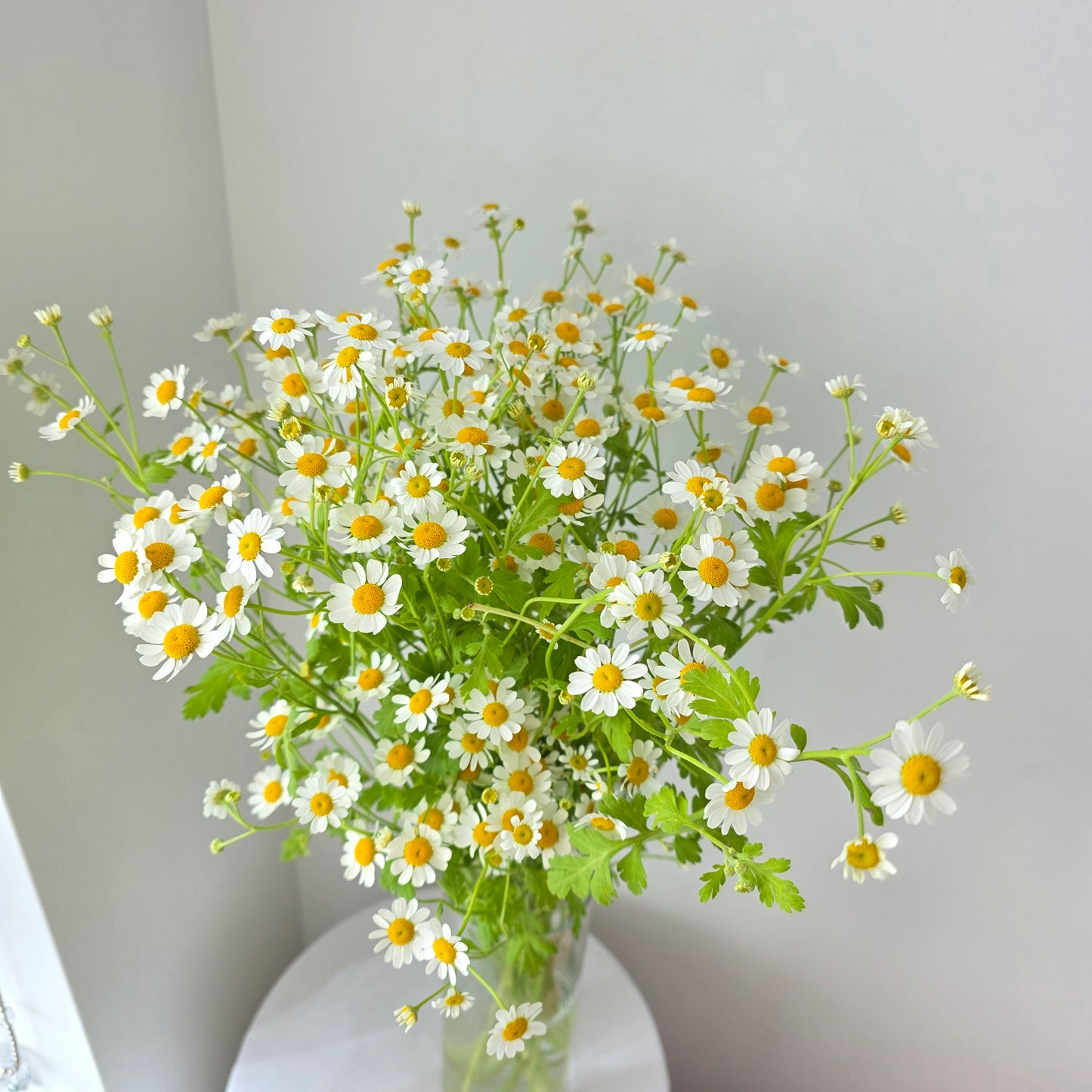 Chamomile