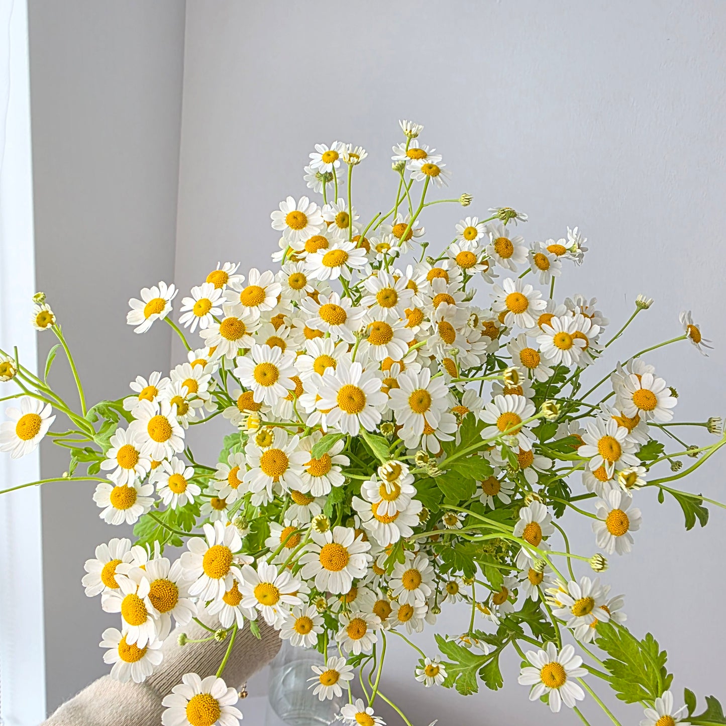 Chamomile