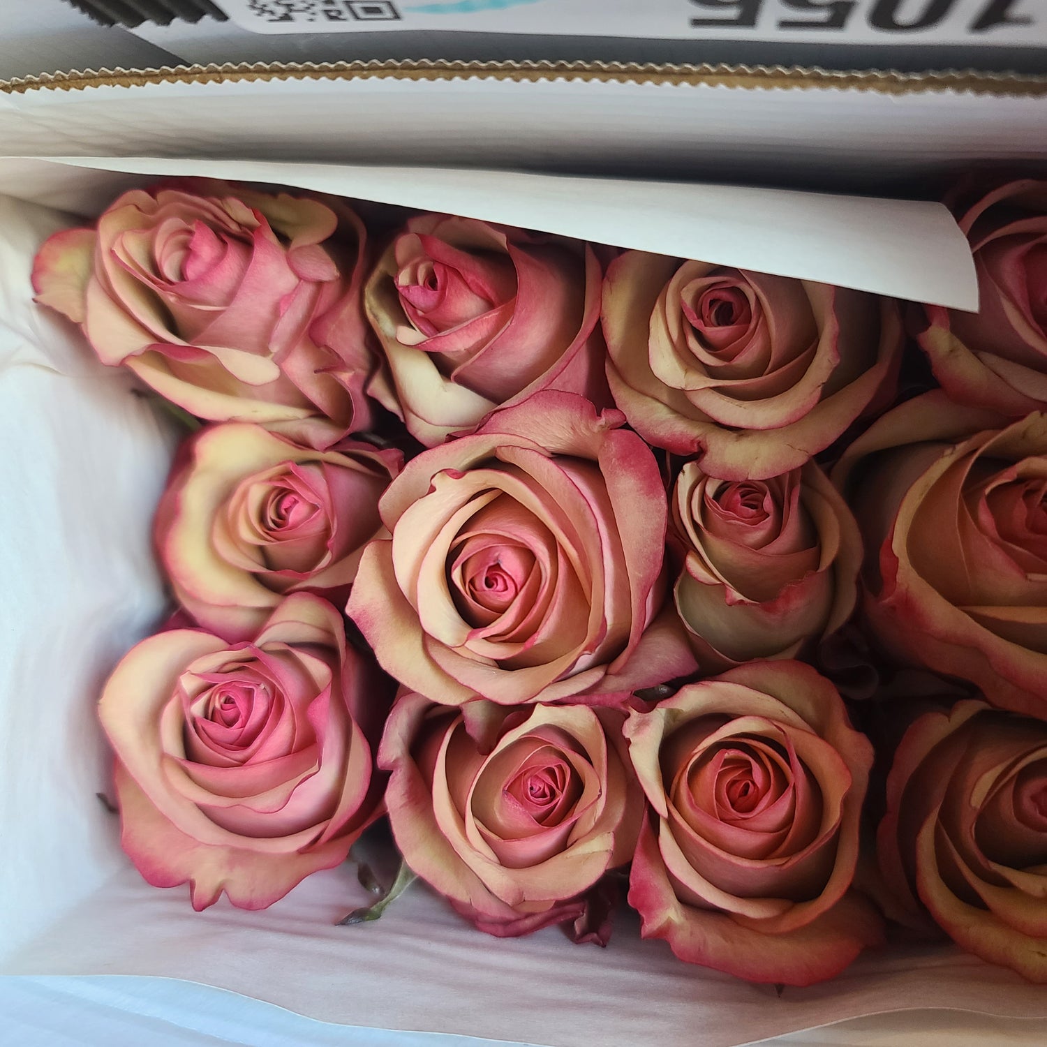 two toned vintage pink rose