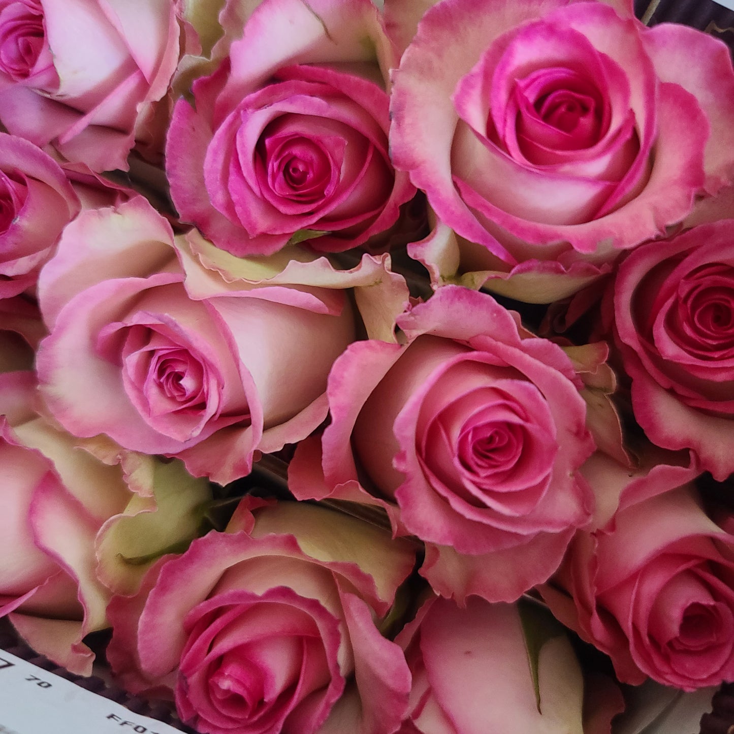 two toned pink rose for valentine’s day bouquet is available delivery vancouver and pick up in metrotown