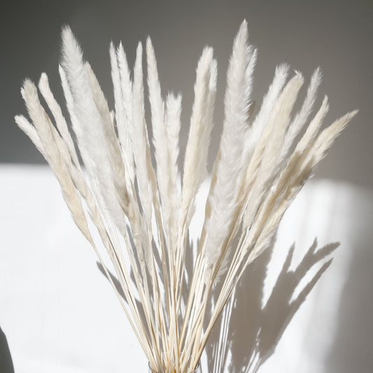 MINI PAMPAS GRASS